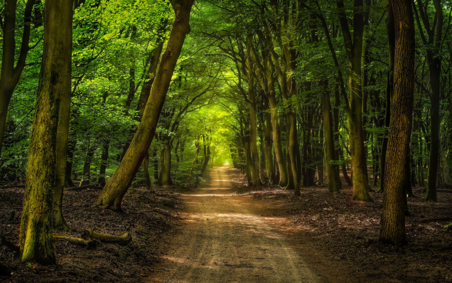 Veluwe, Nederland