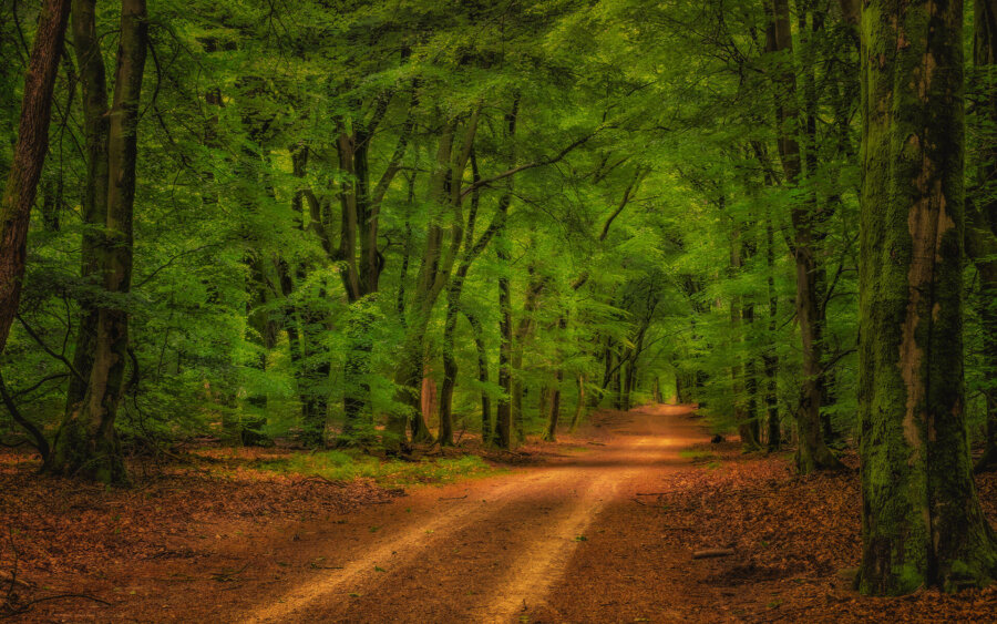 Veluwe, Nederland