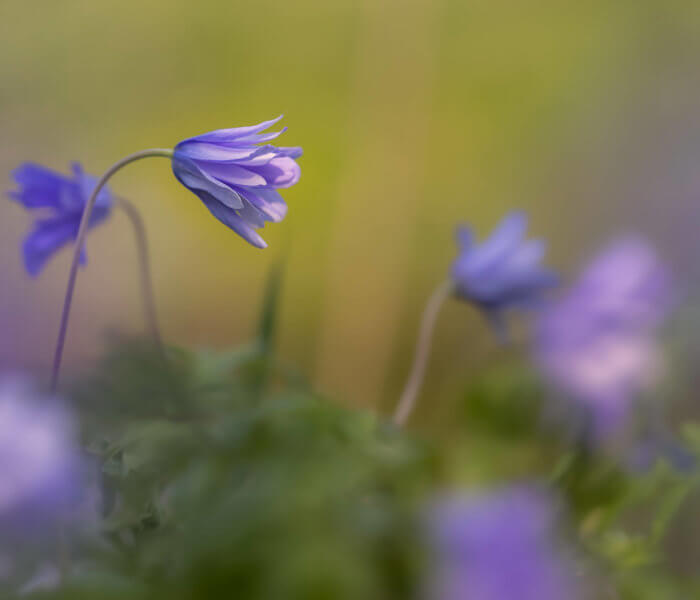 Paarse bloem