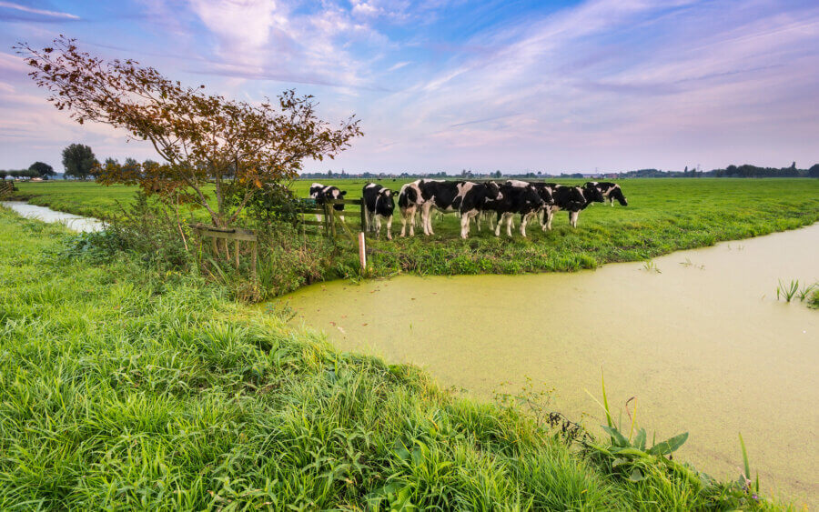 Koeien in het weiland, met het laatste avondlicht van de dag.