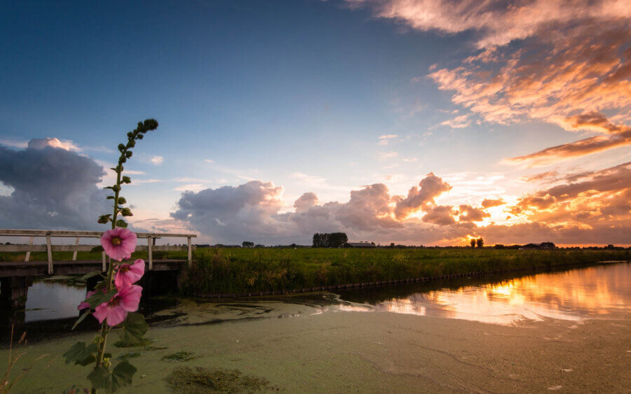 Prachtige zonsondergang op De Donkse Laagte, met een stokroos als onderwerp.