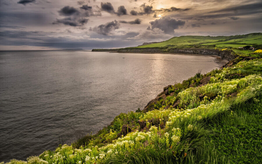 Prachtige bloemen op de kustlijn van Kimmeridge Bay, tijdens zonsondergang hierin Dorset.