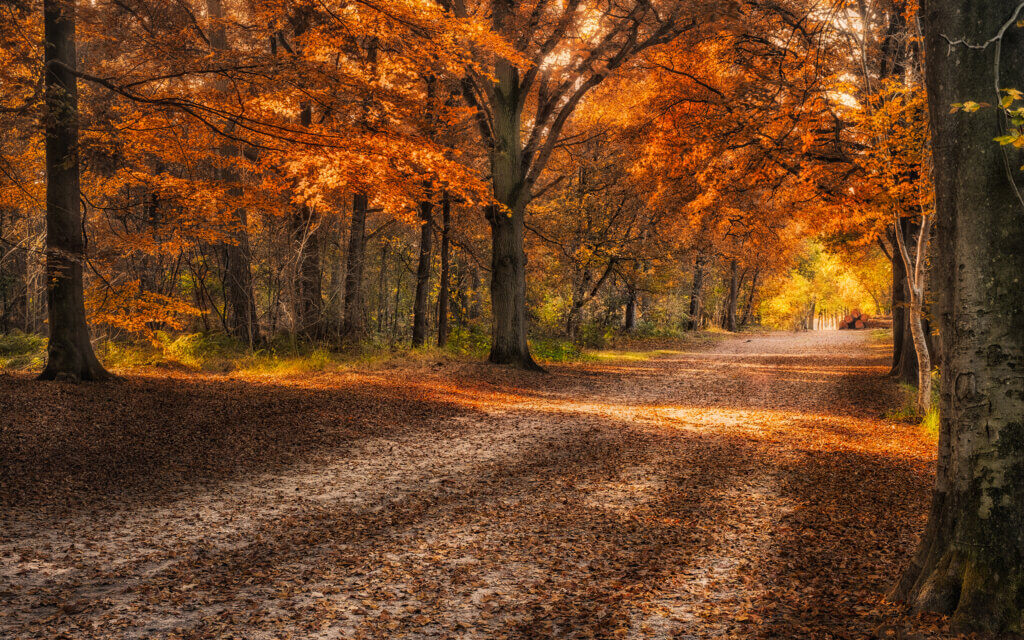 Op een prachtige middag in het Mastbos. De zon zakt langzaam, wandelen op een bospad met herfst kleuren aan de bomen.