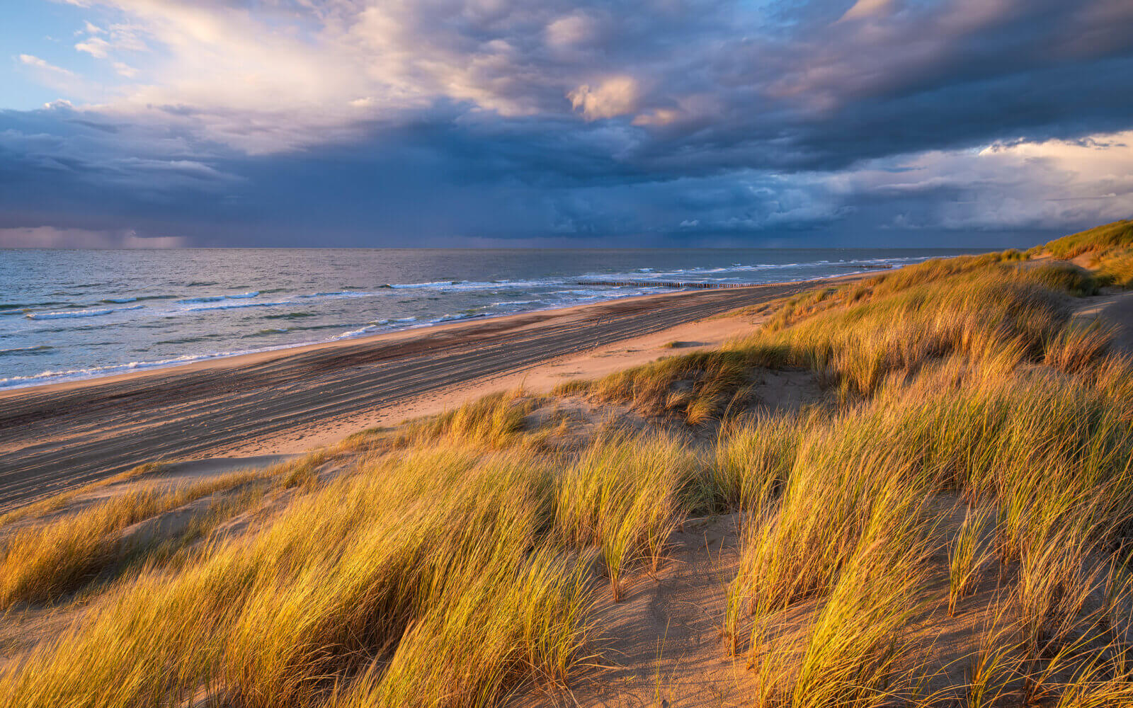 Prachtig goud gekleurde duinen met zonsondergang aan de kust bij Burgh-Haamstede. Het helmgras kleurt prachtig goud geel, met een warme gloed op het zand, met in de lucht prachtige contrastrijke wolken met in de verte een regenbui boven zee.